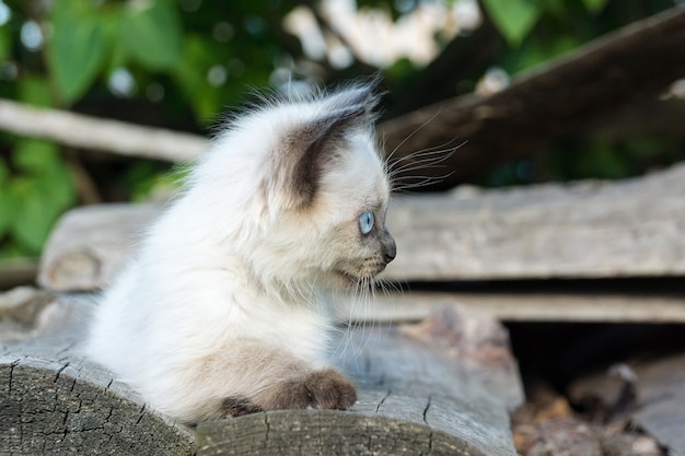 Котенок на доске