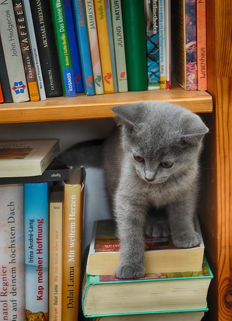 Котёнок на книге на полке