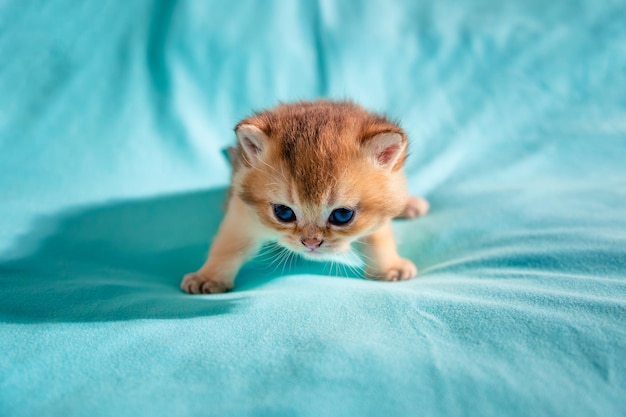 青い背景のイギリス系子猫