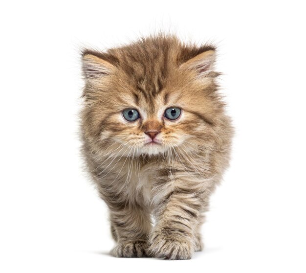 ブリティッシュロングヘアーの子猫が近づいてくる