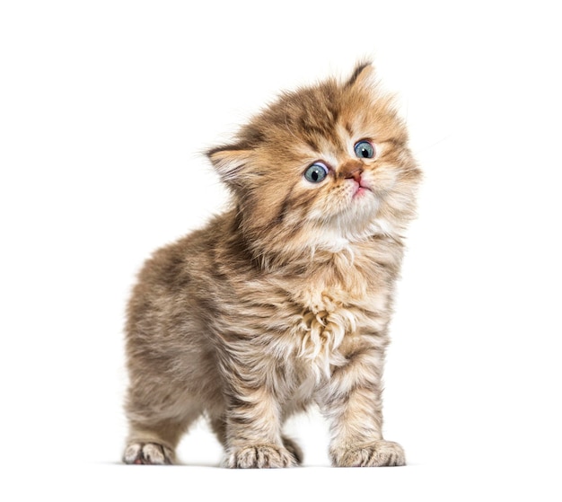 Longhair britannico del gattino che esamina la macchina fotografica isolata su bianco