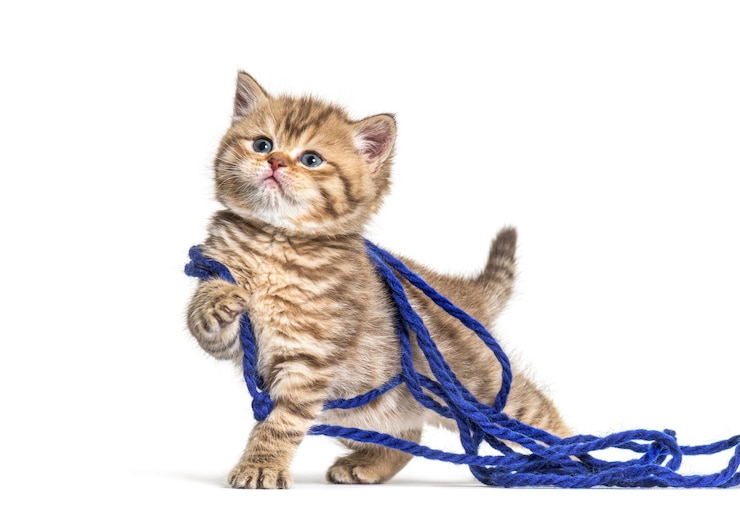 Photo kitten british shorthair cat playing with a blue ball of wool