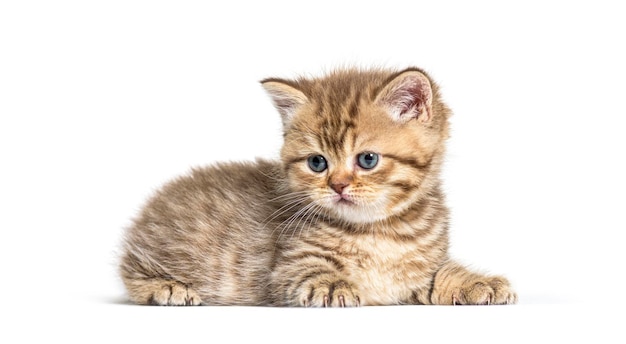 Kitten Brits korthaar liggend