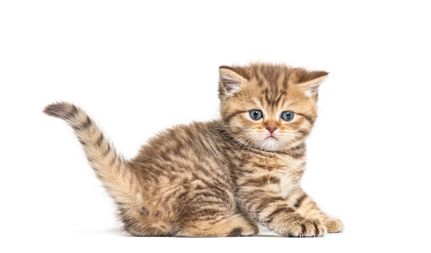 Kitten Brits korthaar liggend