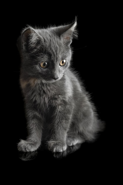 Kitten Brits ras grijze rokerige kleur zittend op een geïsoleerde zwarte achtergrond met reflectie