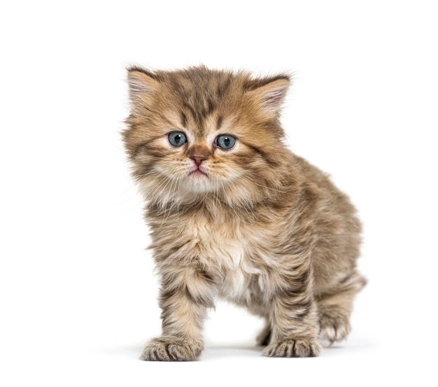 Kitten Britse langhaar status geïsoleerd op wit