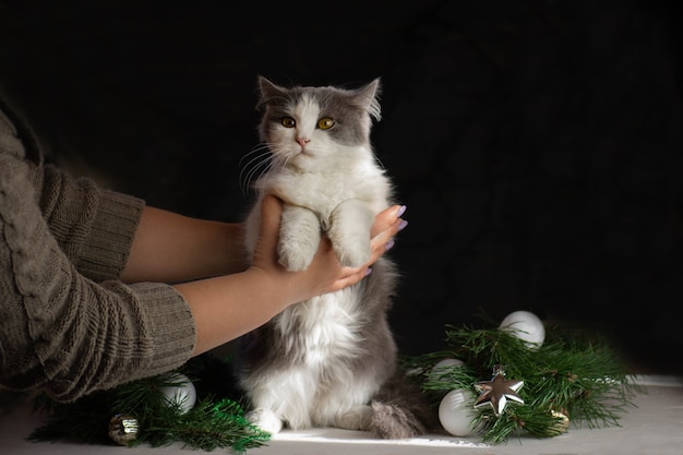 Kitten broke a Christmas tree. Woman cleans after the cat has turned over the Christmas tree