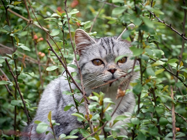 茂みの中の子猫。