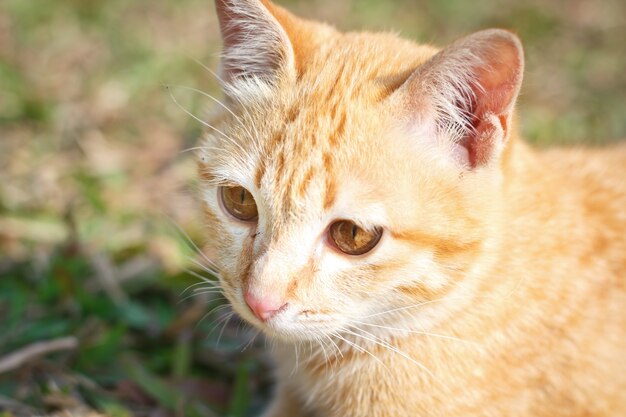 Kitten cat on green grass background.