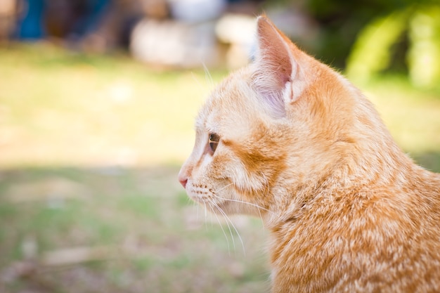 緑の自然の背景に子猫の猫。