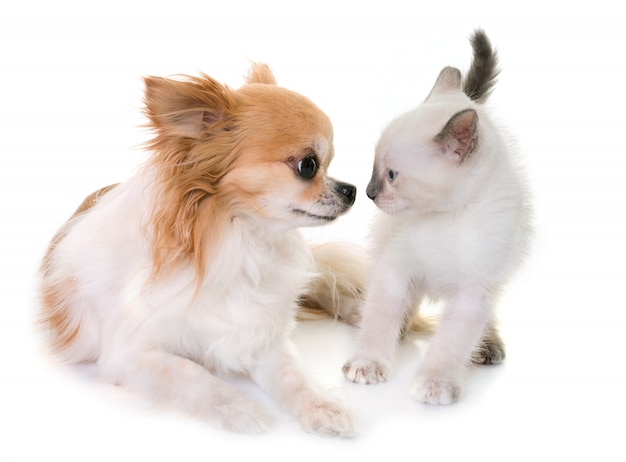 kitten and chihuahua