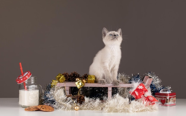 Kitten in a Christmas decoration