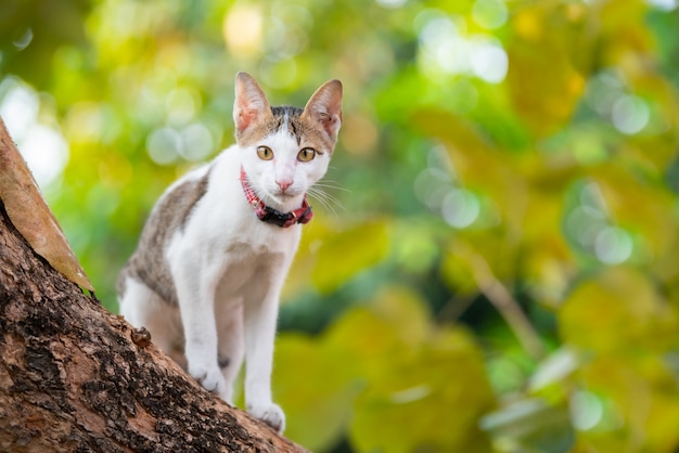 写真 子猫のクライミングツリーと緑の背景をぼかし。