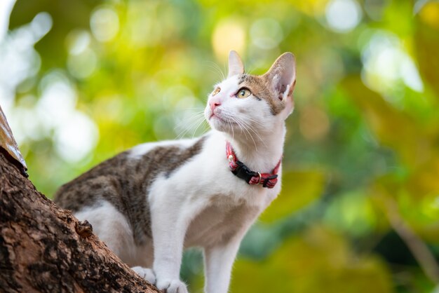 Foto kitten climbing tree en vervagen groene achtergrond.