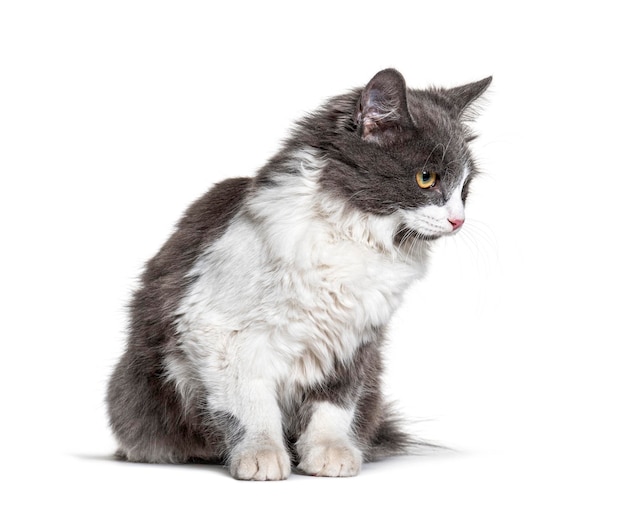 Kitten Crossbreed cat white and grey looking away