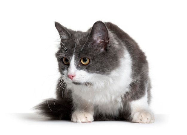 子猫 雑種猫 白とグレー