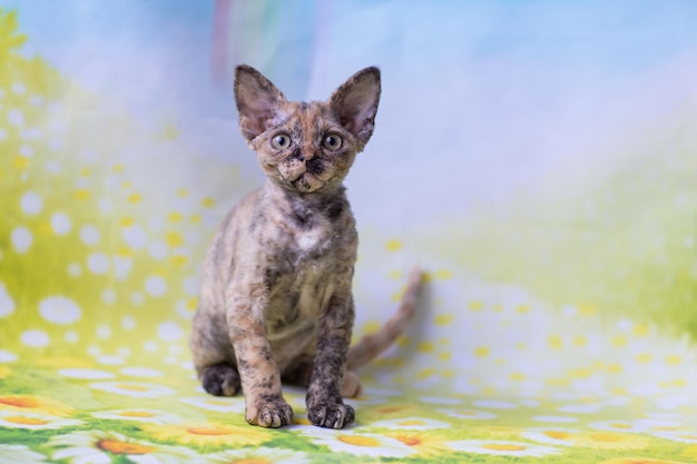 새끼 고양이 devonrex tortoiseshell은 꽃 배경에 앉아