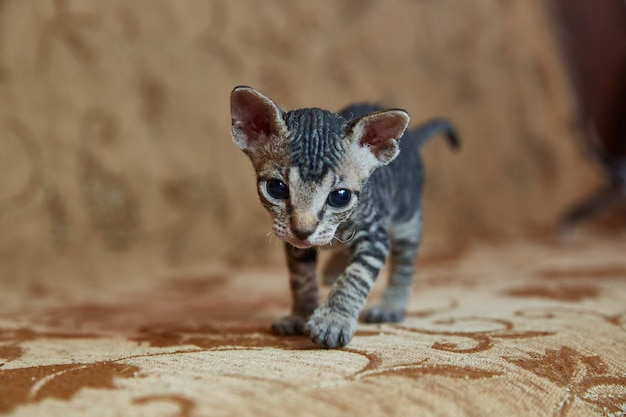 Kitten Don Sphynx kijkt in het frame.