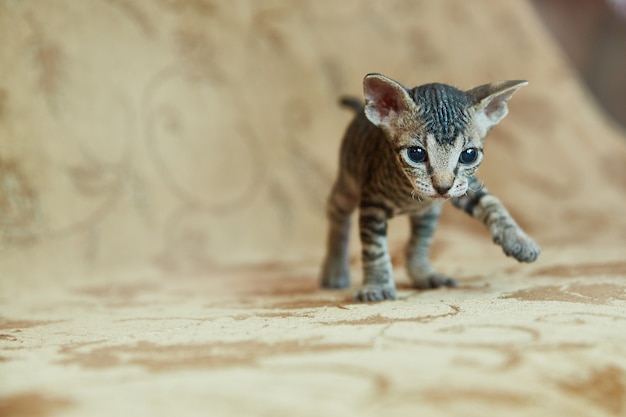 Kitten Don Sphynx looks in the frame