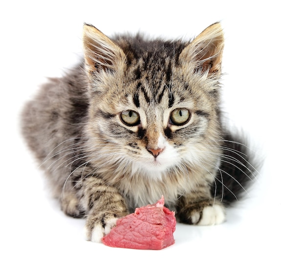 Gattino che mangia carne fresca sul bianco