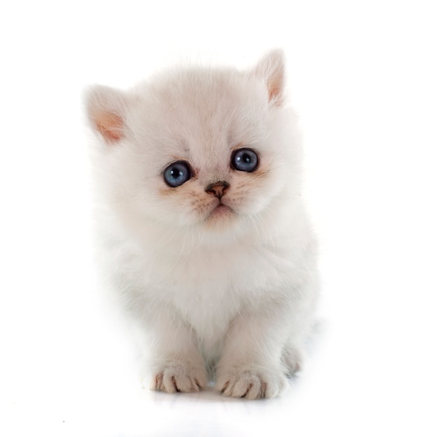 Kitten exotic shorthair