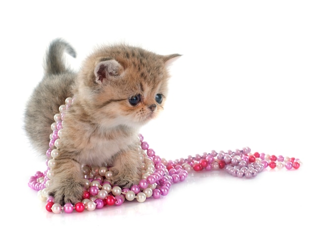 Kitten exotic shorthair