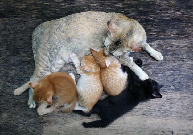 семья котенка