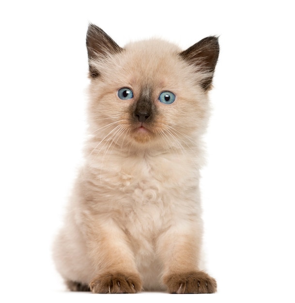 Kitten in front of white wall