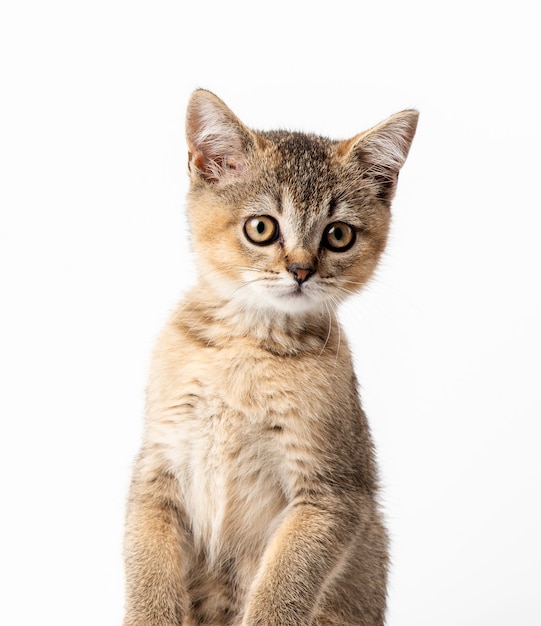 子猫の金色のカチカチ音をたてるイギリスのチンチラが正面にまっすぐ座っています。カメラを見ている猫