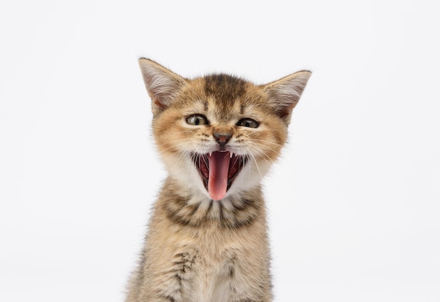 子猫の金色のカチカチ音をたてるイギリスのチンチラは、白い背景の前にまっすぐ座っています。猫は口を開けて舌を突き出し、あくびをしました