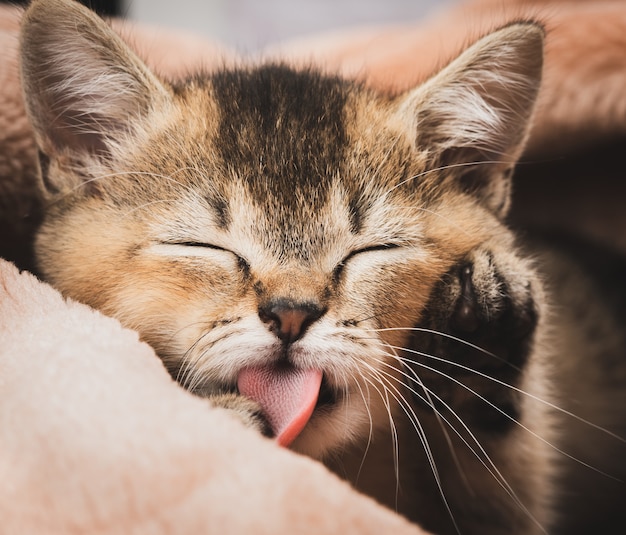 Kitten golden ticked british chinchilla straight slaapt en likt zijn poot