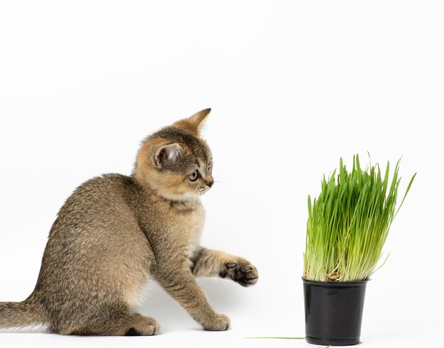 Kitten golden ticked Scottish chinchilla straight sits on a white background, next to a pot of growing green grass