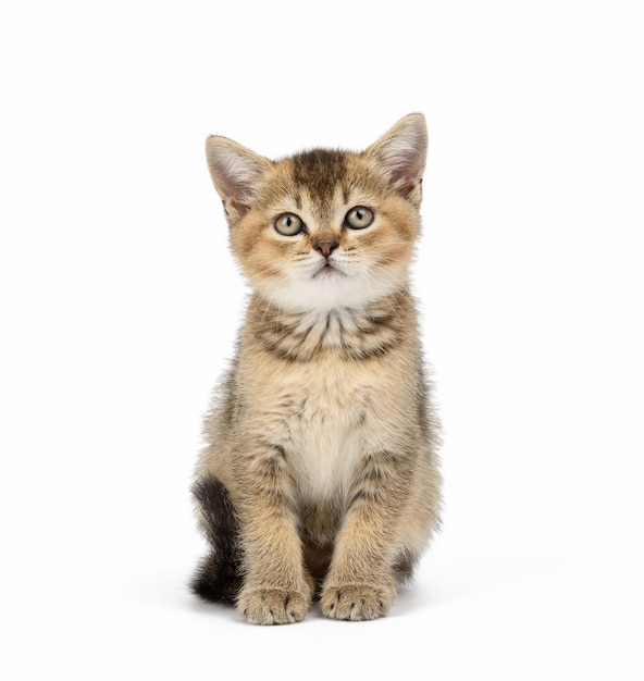 Kitten golden ticked Scottish chinchilla straight sits on a white surface