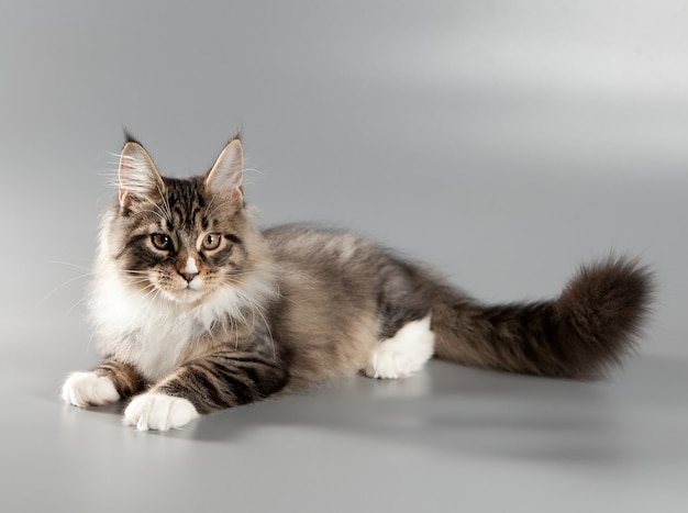 Kitten on a gray background. Maine Coon