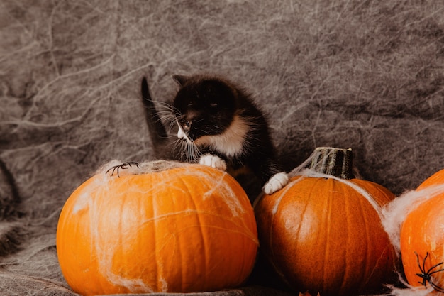 Photo kitten at halloween decorations