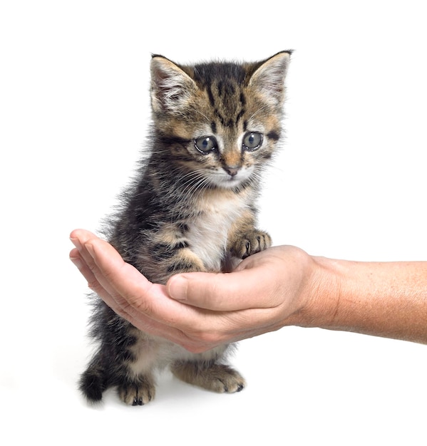 Photo kitten and hand