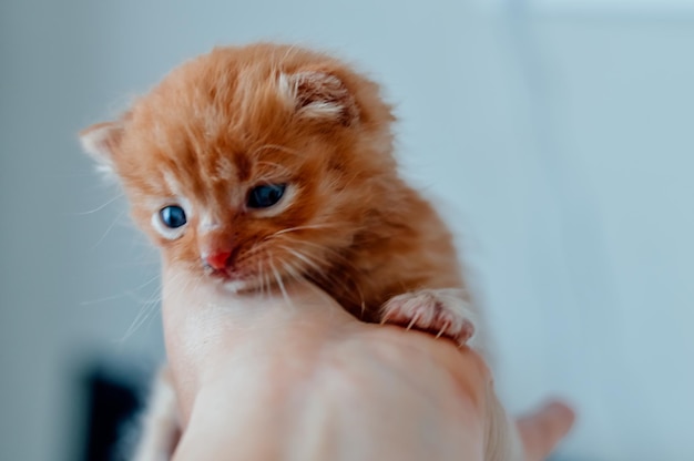 kitten on hand