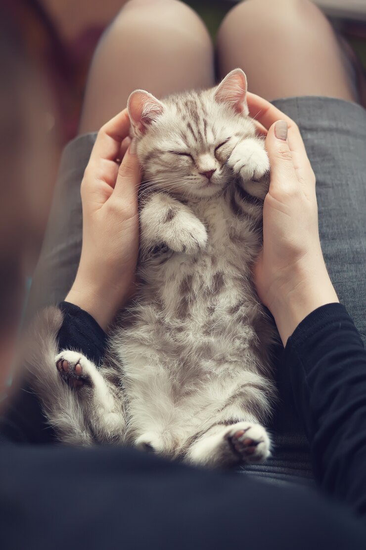 飼い主の手の中の子猫。