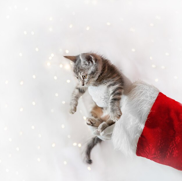 明るい背景の上のクリスマスの白い手袋でサンタクロースの手に子猫