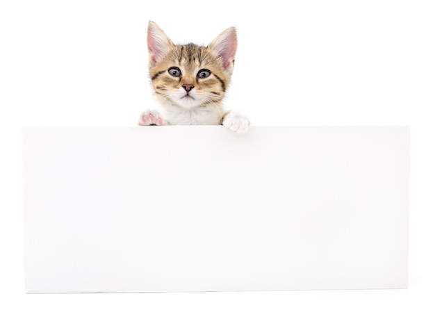 Kitten hanging over blank posterboard, you add the message.