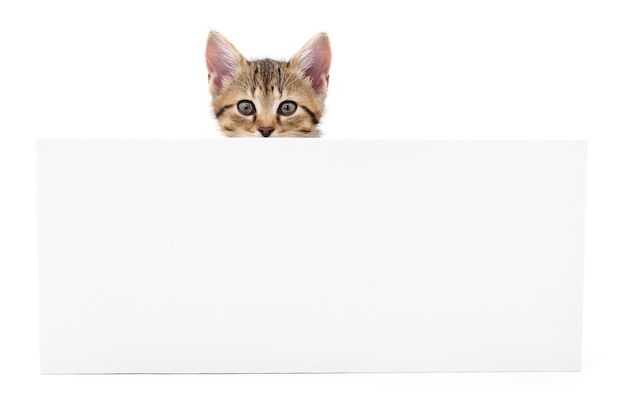 Kitten hanging over blank posterboard