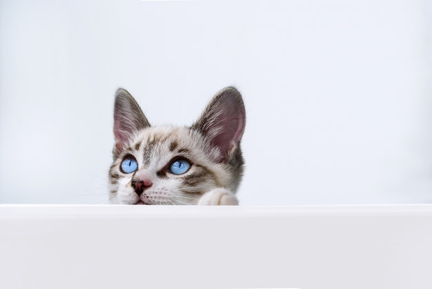 Kitten hanging over white blank poster