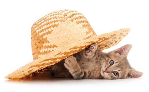 Kitten in a hat