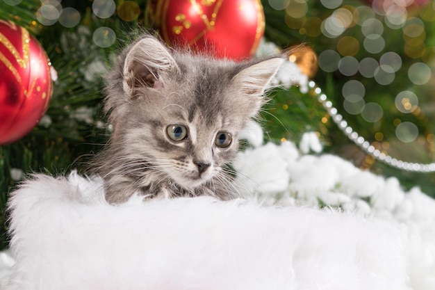 The kitten hides in Santa Claus's hat