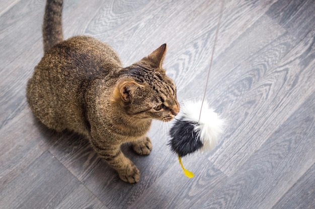 Kitten at home is playing with a mouse on a rope Closeup portrait