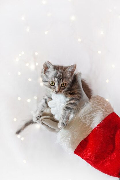 Kitten in de handen van de kerstman in witte handschoenen voor Kerstmis met kopieerruimte