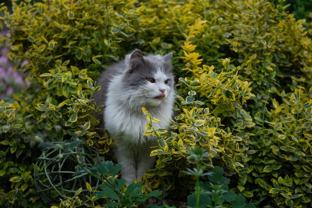 Kitten in de tuin die zijn gezicht buiten likt Kat met uitgestoken tong