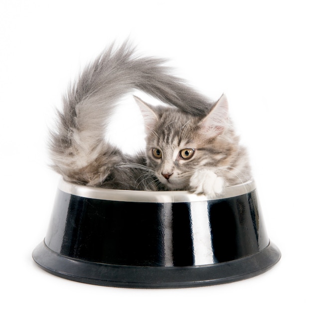 Kitten in de voerbak van een hond. Op wit.