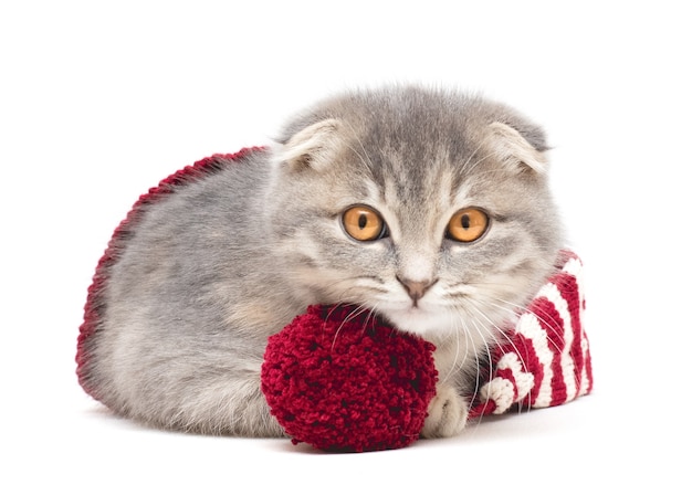 Kitten in een gebreide rode en witte muts op een witte achtergrond