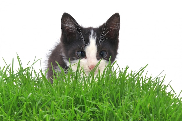 写真 草の中の子猫